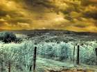 Italy, Pedemonte, Langhe, Perno. Infrared of vineyards. Art Print